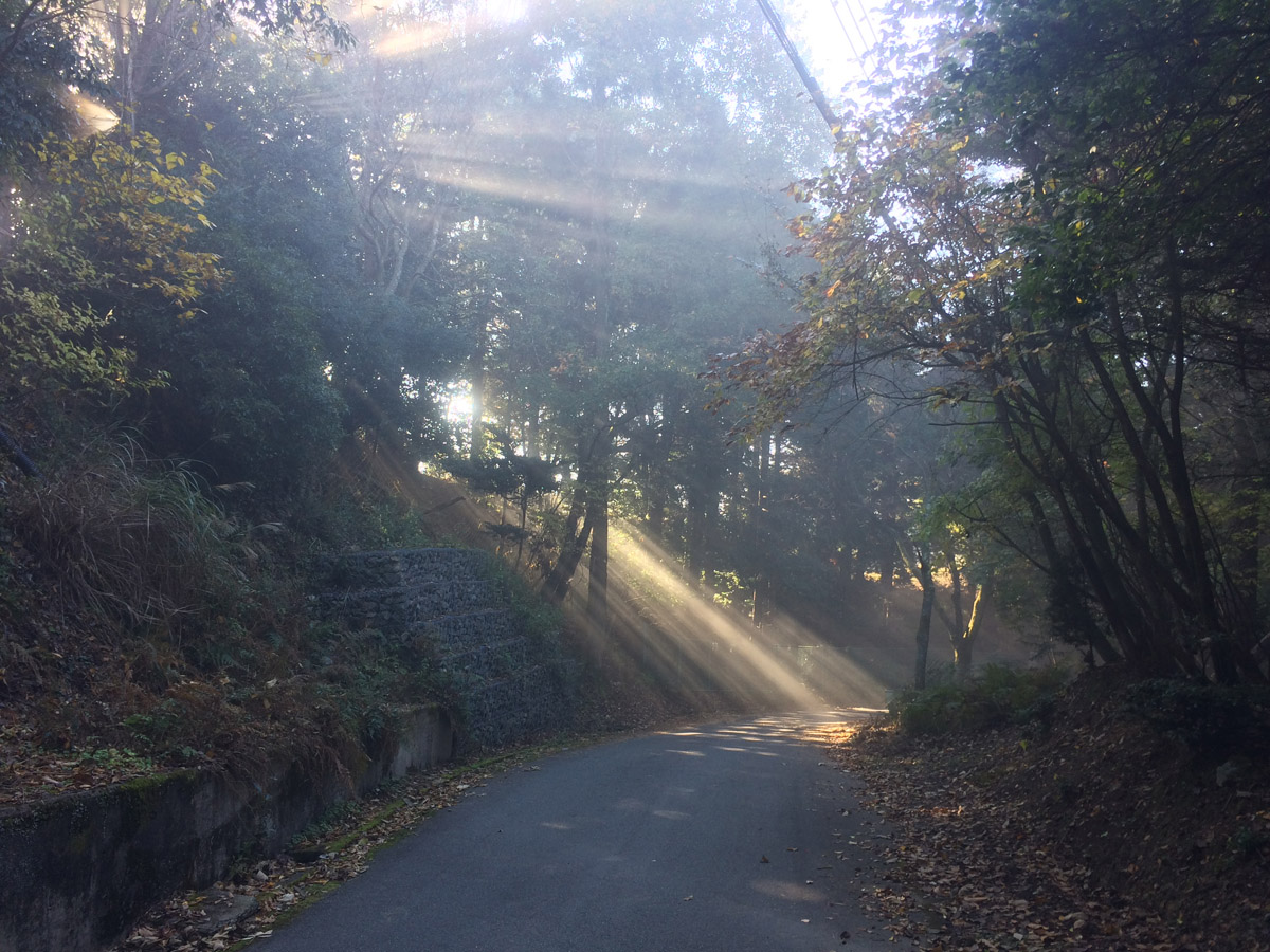 霧が出ていると竜ヶ尾山への道もこんな幻想的な風景に。