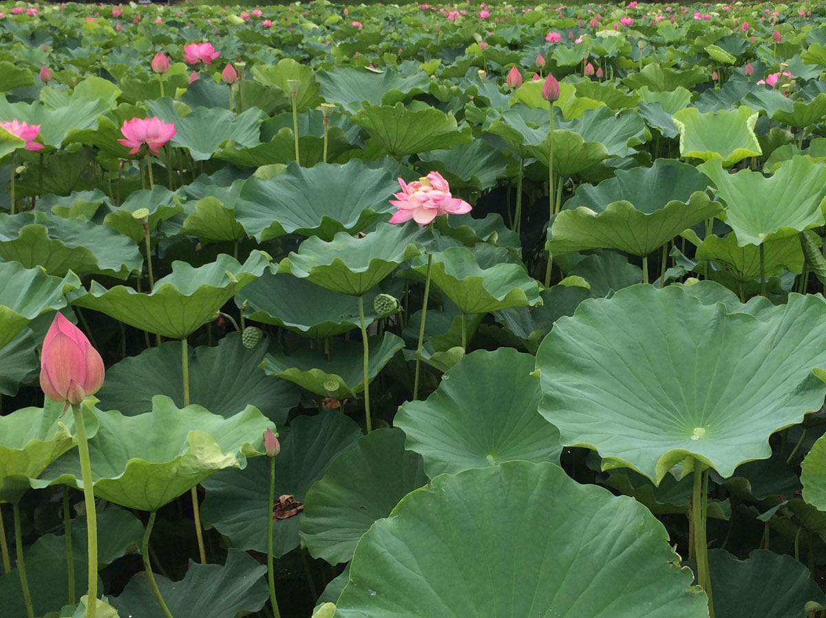 オニバスの池ノとなりには、蓮のが群生する池もあります。夏の7～8月が花のシーズンなのでぜひ訪れてみてください。