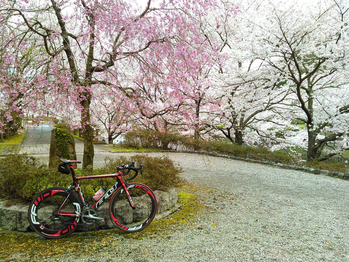 七谷川公園。亀岡最大の桜の名所としても有名で、約1kmに渡って1500本の桜が咲き乱れる様はまさに圧巻。